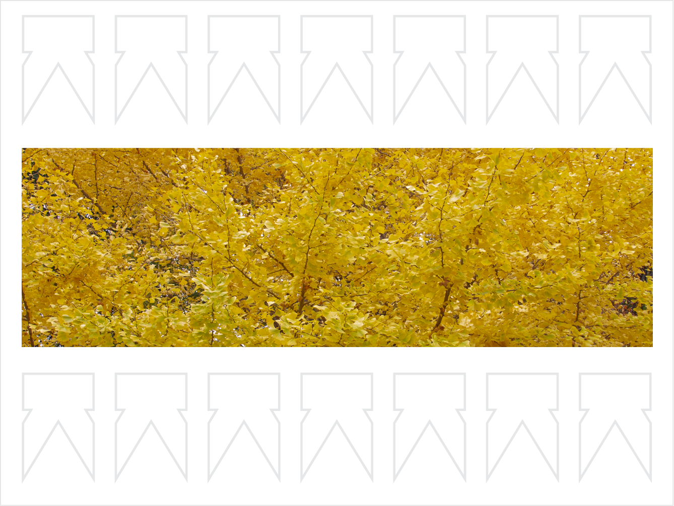 meiji jingu shrine autumn golden leaves